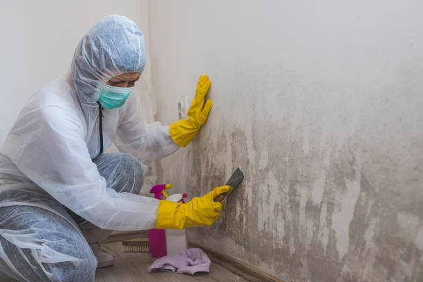 Best Professional Mold Removal  in Dunes City, OR