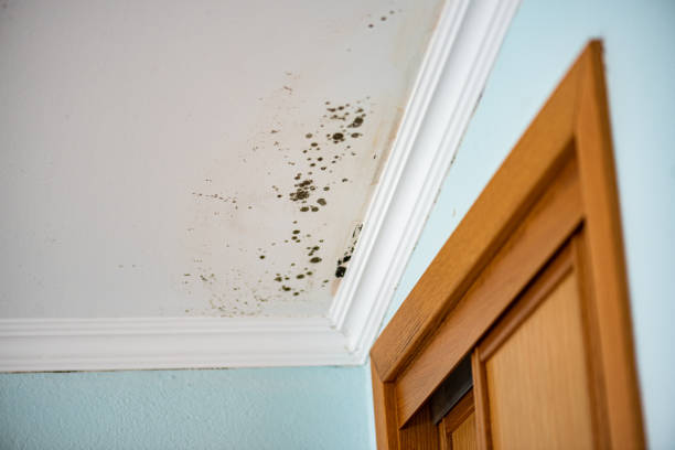 Best Affordable Mold Removal  in Dunes City, OR