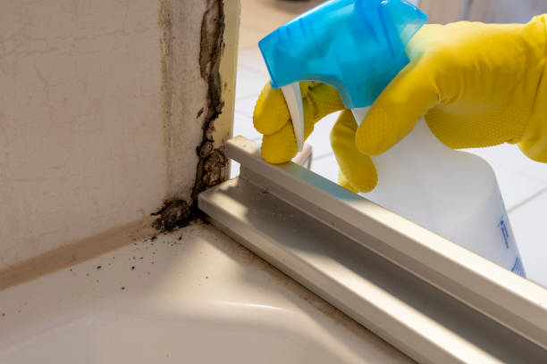 Best Mold Testing and Removal  in Dunes City, OR