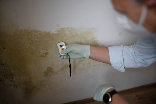 Best Fast Mold Removal  in Dunes City, OR