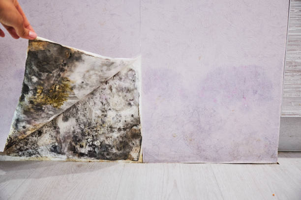 Crawl Space Mold Removal in Dunes City, OR